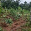 Plantation villageoise de manioc et de bananiers piétinée, traces d'éléphants dans la terre rouge, le long d'une clôture électrique en lisière de forêt au Gabon