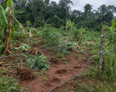 Plantation villageoise de manioc et de bananiers piétinée, traces d'éléphants dans la terre rouge, le long d'une clôture électrique en lisière de forêt au Gabon