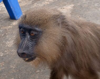 Gros plan d'un jeune mandrill au museau gris-bleu, sur un sol en béton