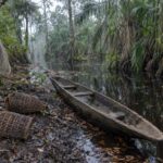 Pirogue en bois et nasses en rotin au bord d'un chenal d'eau noire dans une forêt marécageuse de tourbières inondée